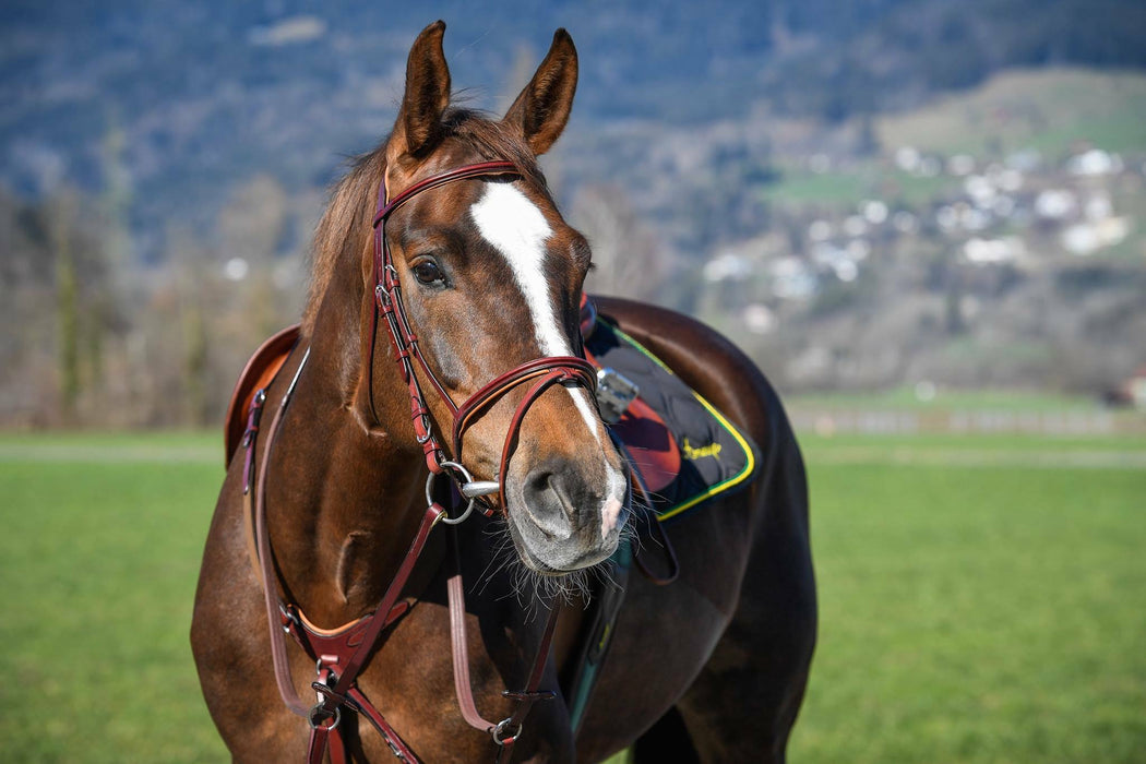 Amerigo Vespucci Flash Bridle